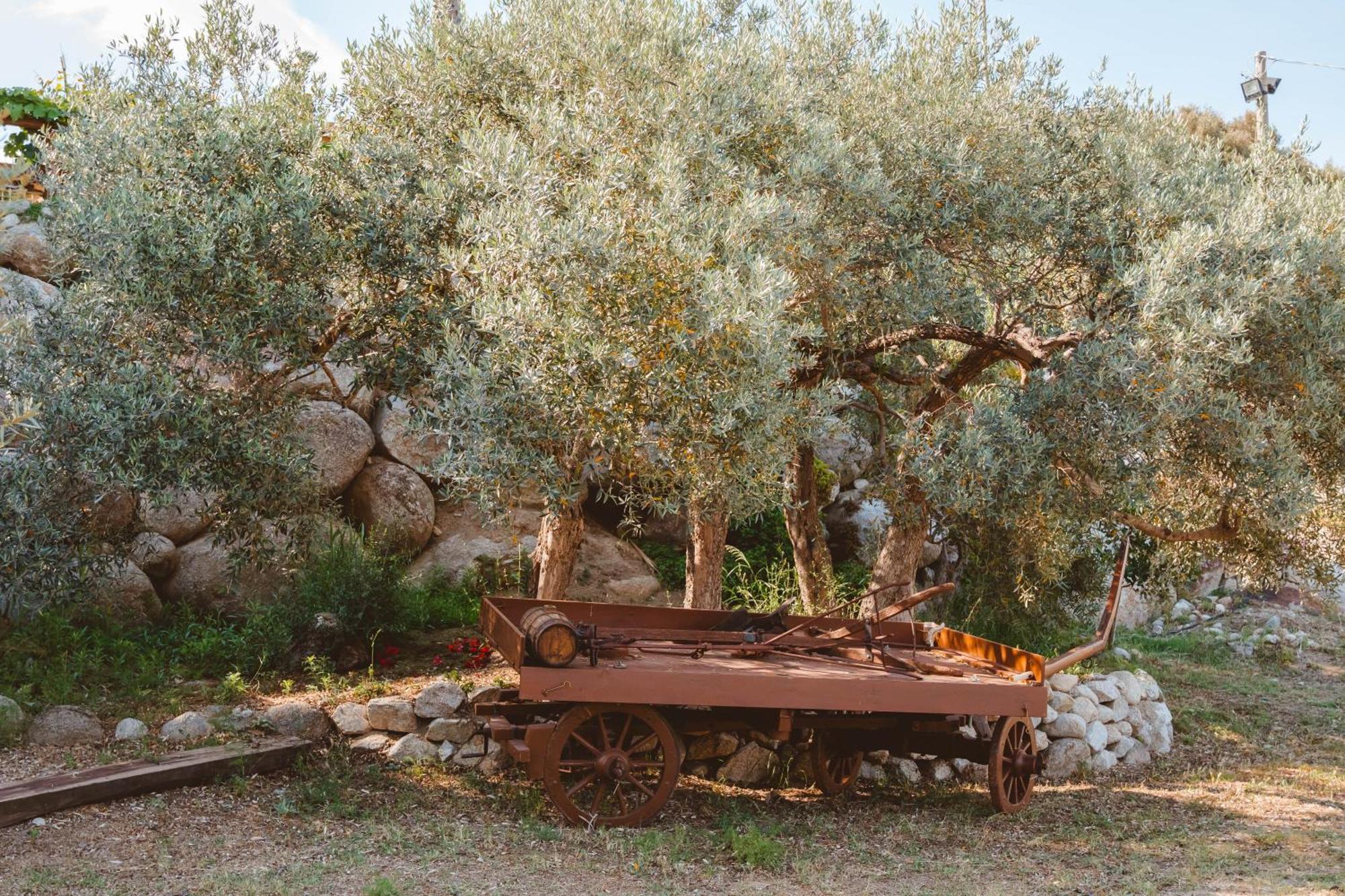 Calami - Villa Romeo - Private Apartments With Pool, Seaview & Olive Grove Santa Caterina Dello Ionio Marina Buitenkant foto